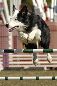 Border Collie
