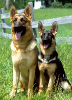 German Shepherd Dosg