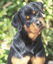 Rottweiler