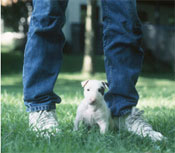Bull Terrier
