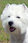West Highland White Terrier