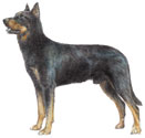 Beauceron