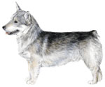 Swedish Vallhund