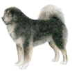 Tibetan Mastiff