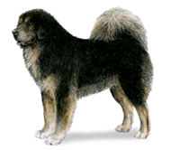 Tibetan Mastiff