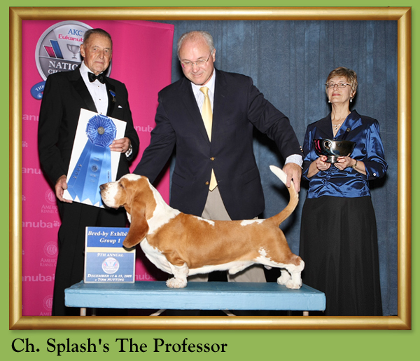 Ch. Splash's The Professor