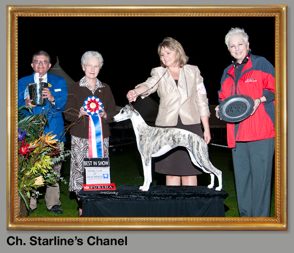 Ch. Starline's Chanel
