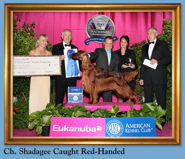 Ch. Shadagee Caught Red-Handed
