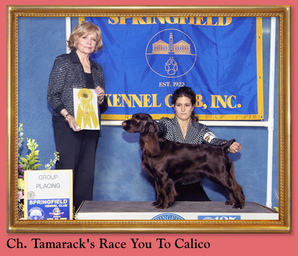 Ch. Tamarack's Race You to Calico