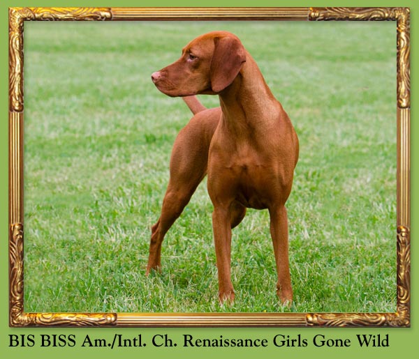 BIS BISS Am./Intl. Ch. Renaissance Girls Gone Wild