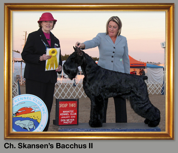 Ch. Skansen's Bacchus II