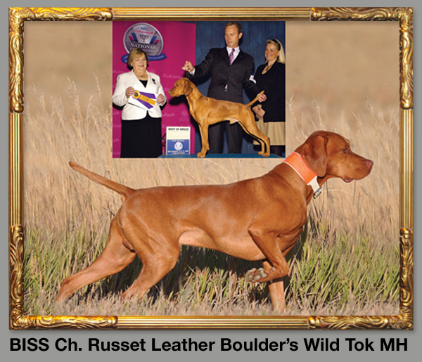 BISS Ch. Russet Leather Boulder's Wild Tok MH