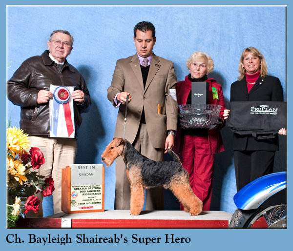 Ch. Bayleigh Shaireab's Super Hero