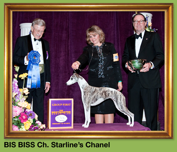 BIS BISS Ch. Starline's Chanel