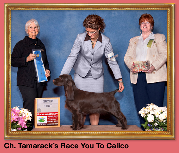 Ch. Tamarack's Race You To Calico
