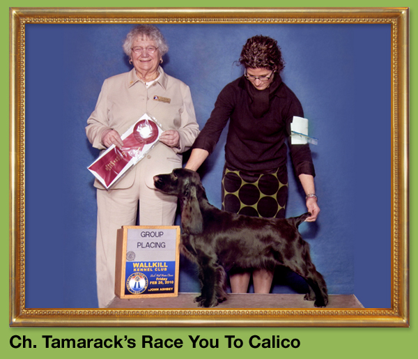Ch. Tamarack's Race You To Calico