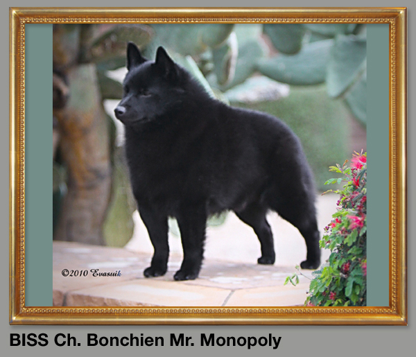 BISS Ch. Bonchien Mr. Monopoly