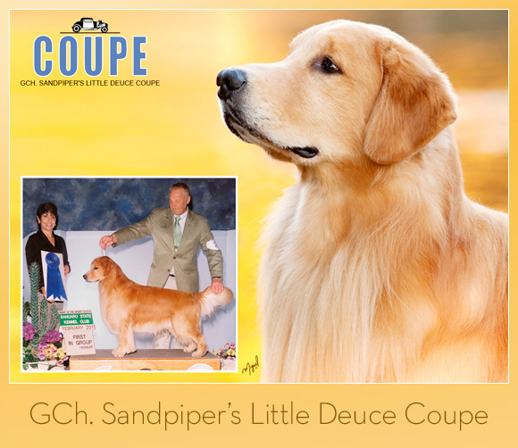 patty pace golden retrievers the weekly winners gallery from the akc patty pace golden retrievers the weekly winners gallery from the akc
