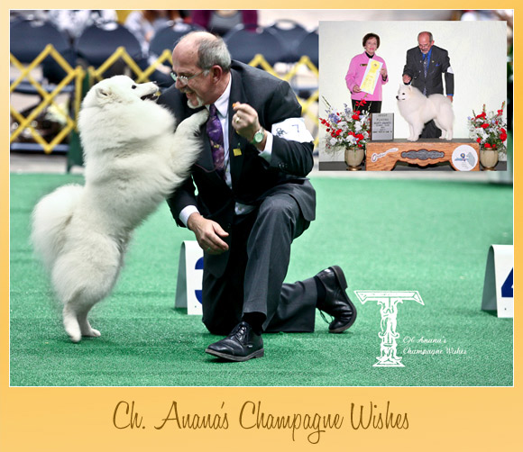 Olympia Dog Fanciers Association Dog Show Olympia Dog Fanciers Association Dog Show