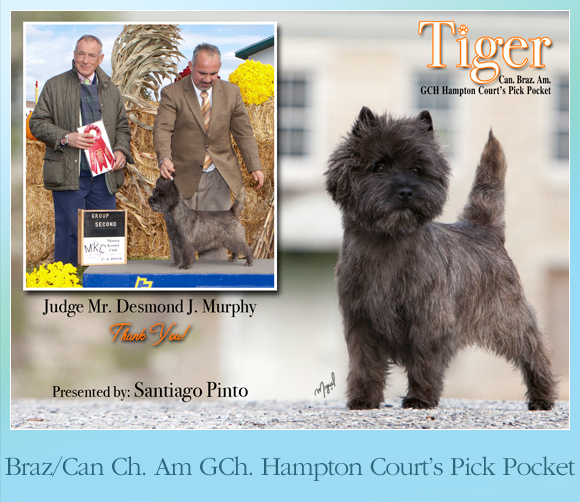leslie desmond shih tzu the weekly winners gallery from the akc leslie desmond shih tzu the weekly winners gallery from the akc