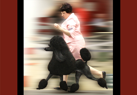 dogad11pix