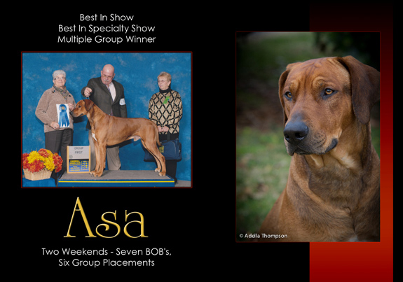 dogad19pix
