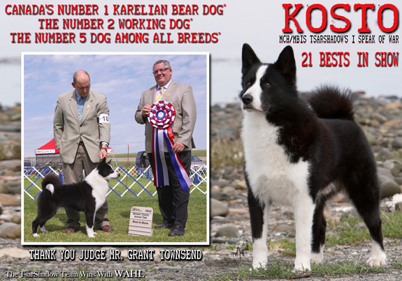 dogad01pix