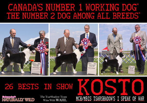 dogad01pix