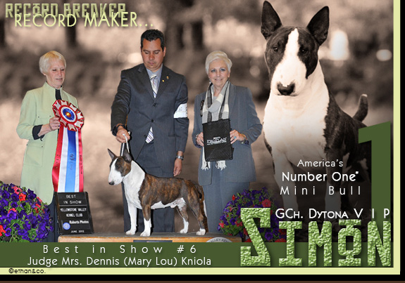 dogad02pix