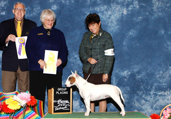 dogad16pix