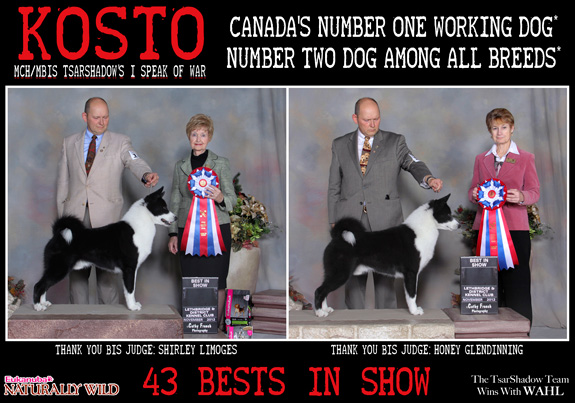 dogad01pix