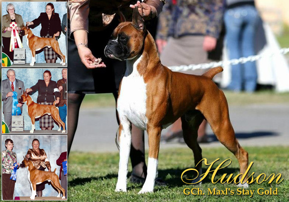 dogad17pix