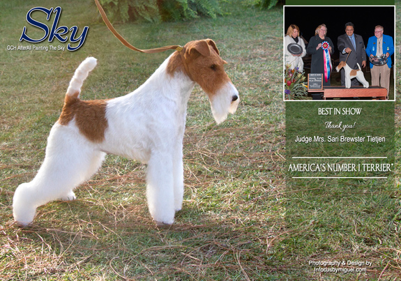 dogad01pix