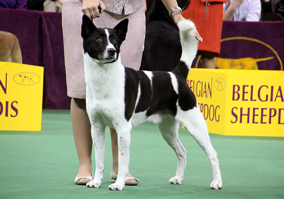 akc canaan dog