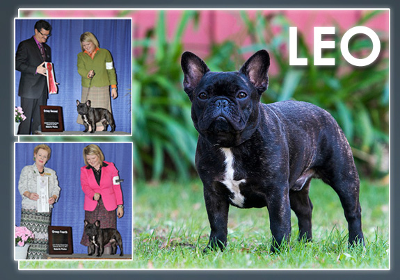 dogad05pix