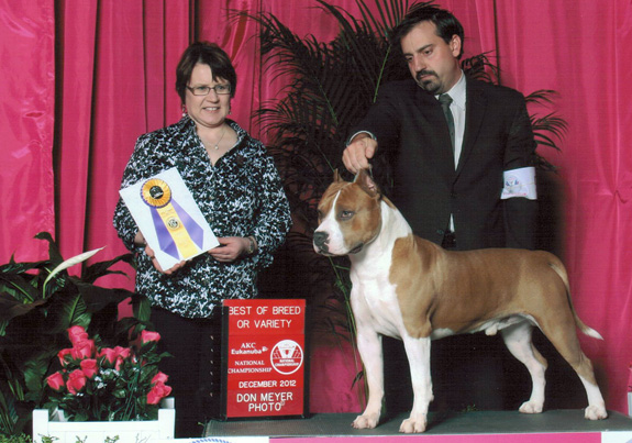 dogad09pix