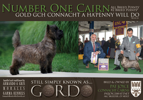 akc cairn terrier