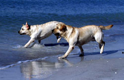 Labrador Retrievers