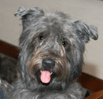 Glen of Imaal Terrier