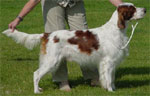 Irish Red and White Setter