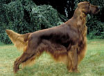 Irish Setter