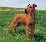 Irish Terrier
