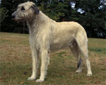 Irish Wolfhound