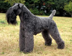 Kerry Blue Terrier