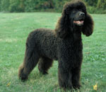 Irish Water Spaniel