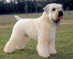 Soft Coated Wheaten Terrier
