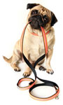 Pug