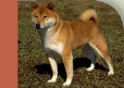 Shiba Inu
