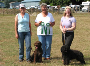 First AKC Spanish Water Dog Herding Titles Awarded