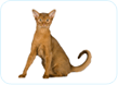 Abyssinian